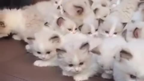 A cart of small milk cats