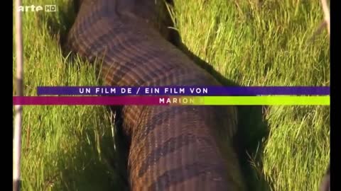 Biggest Snake in the World Giant Anaconda
