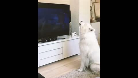 Funny and Dramatic 🐕🐕❤Husky video compilation.