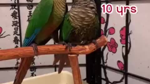 Parrots’ Love