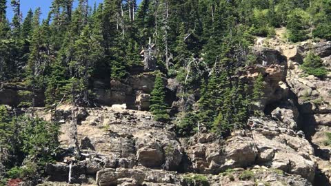 2018.07.15 Mountain Goats Glacier National Park 3