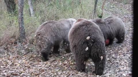 Bear family plays basketball !