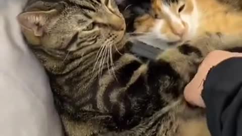 Cutest moment cat say don't disturb