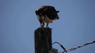 Osprey Eats A Live Fish