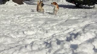 Two dogs running toward camera in snow