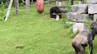 Baby Gorilla Kept Safe While Silverback Settles Scuffle