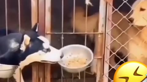 Funny Dog Stealing Food