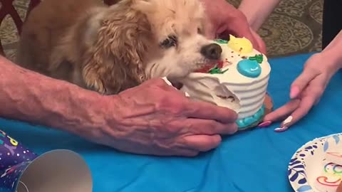 Jasper Decides He Can Have His Cake and Eat it Too