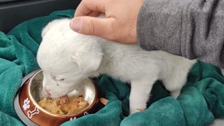 Amazing Rescue of a Sad and Scared Puppy with no Mom and Dad