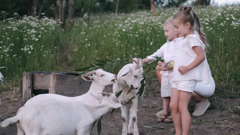 Kids Feeding Goats