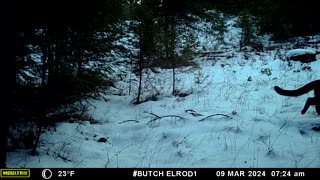 Lions in the snow