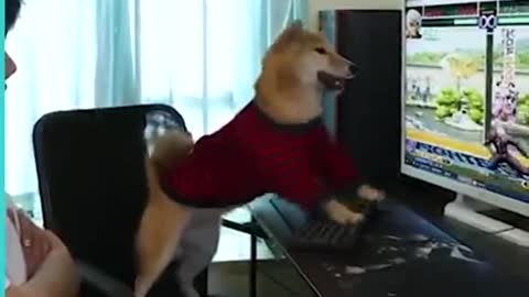 Perro jugando videojuegos