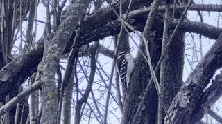 Wood Pecker looking for food