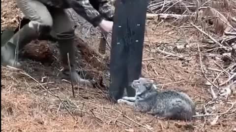 Wild Animals rescue by a girl, He Want to Attacks