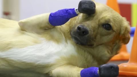 Bitch who was almost put down due to injuries gets titanium prosthesis in Russia.