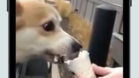Perro adorables y comiendo helados