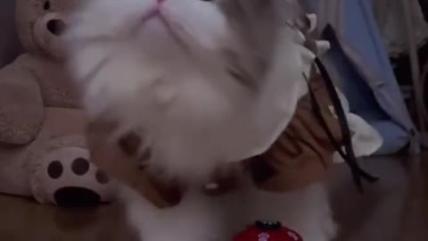A kitten that rings a bell for dinner