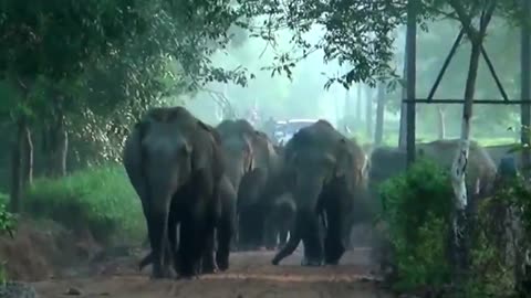 Herd of elephants invade tea estate in India