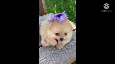 Funnest dog and cat ,baby cat cute and funny cat, cute dogs , cute pets , cute animals.