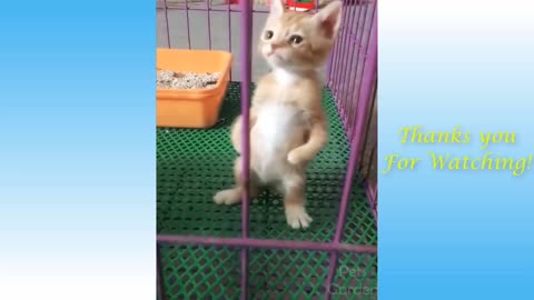 Adorable Cats and Funny Dogs Videos Compilation