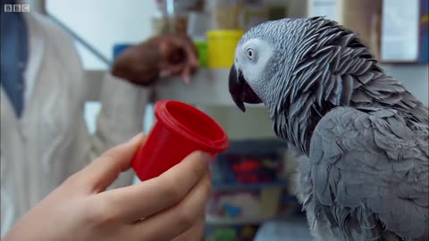 Parrot vs Child Intelligence Test! | Extraordinary Animals | BBC Earth