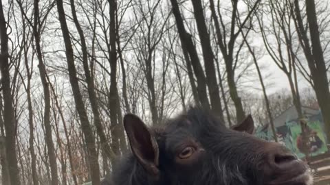 Guy and Goat Snort at Each Other