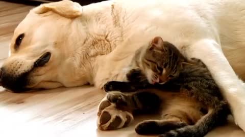Dogs and cat | beautiful cat & dog 🐕🐩🐶🐕