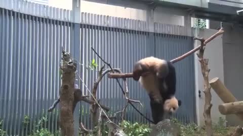 panda is still very agile