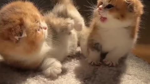 Two Cute Brown Cats Play Each Other