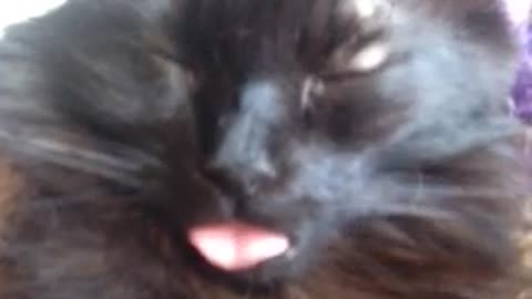 Sleeping cat sticks her tongue out