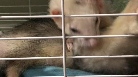 Stubborn Ferret Wants to Say Hello to New Family Member