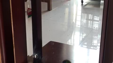 Bird Finds Perfect Dancing Partner