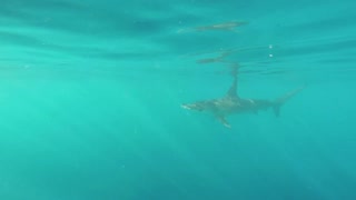 Man Spots Hammerhead Shark, Dives In To Get A Better Look