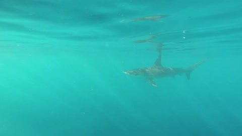 Man Spots Hammerhead Shark, Dives In To Get A Better Look