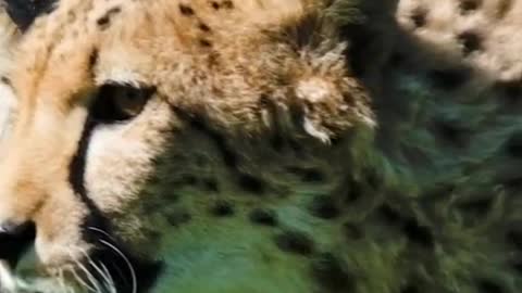 3 fun facts about cheetahs