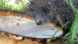 Hedgehog drinks water in my garden