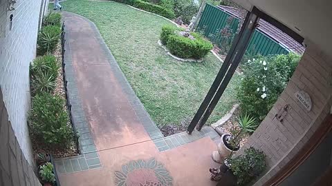 Delivery Person Plays Package Frisbee