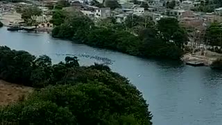 Patos en el caño Juan Angola