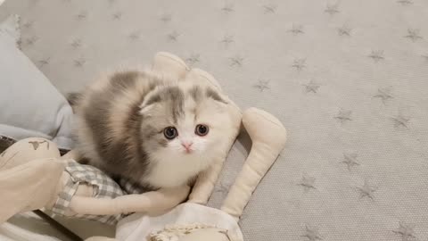 cute kitten videos short legs