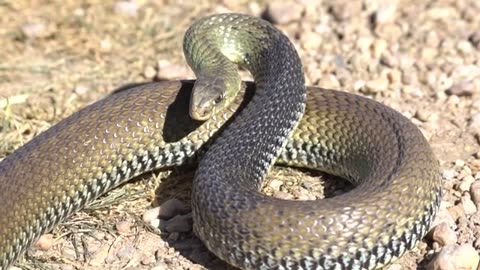 Meet The Apex Serpent Of Iberia! The Venomous Montpellier Snake