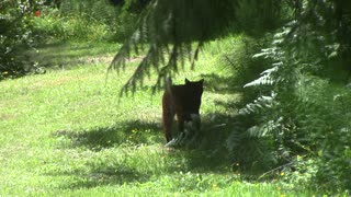 Splendid Bobcat Walking Along a Creek in Backyard
