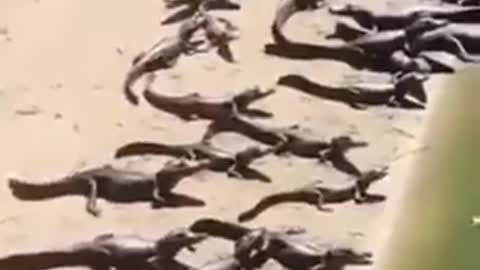 Crocodiles 'invade' Brazil beach