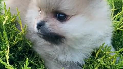 Cute puppy playing in park