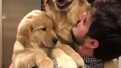 Wholesome happy moments with cute dogs.