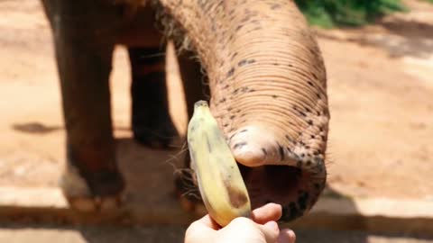 Elefante amigo