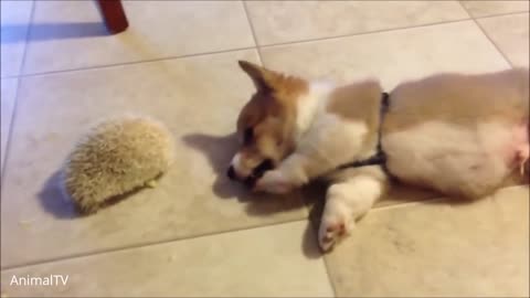 Corgi's Cute Videos Compilation - Corgi are THE BEST DOG!
