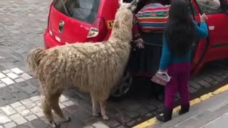 Pet Llama Climbs Into A Tiny Taxi