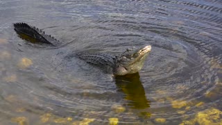 Large Bull Male Alligator Call