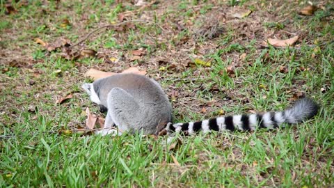 A lemur eats on the grass🦨 🦨