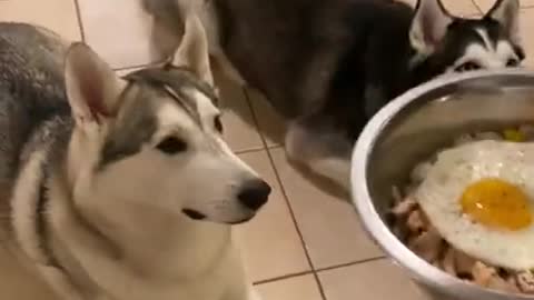 When Your Husky Eats Better Food Than You Do...